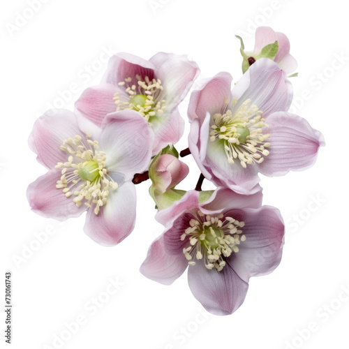flower - Lavender Pink...Bouquet. Hellebore: Serenity and tranquility