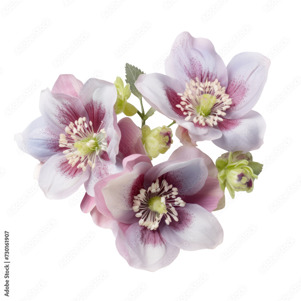 flower - lovely Bouquet. Hellebore: Serenity and tranquility