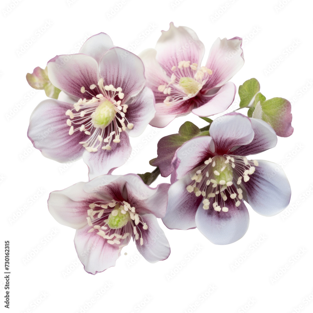 flower - Purple Bouquet Hellebore: Serenity and tranquility flower - Purple Bouquet Hellebore: Serenity and tranquility