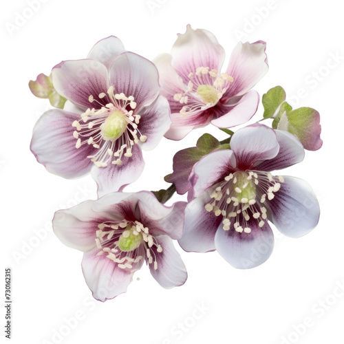 flower -  Purple Bouquet Hellebore  Serenity and tranquility