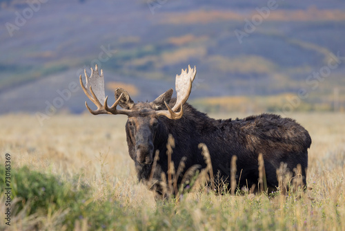 Fototapeta Naklejka Na Ścianę i Meble -  Bull Moose in Grand Teton National Park Wyoming During the Rut in Autumn