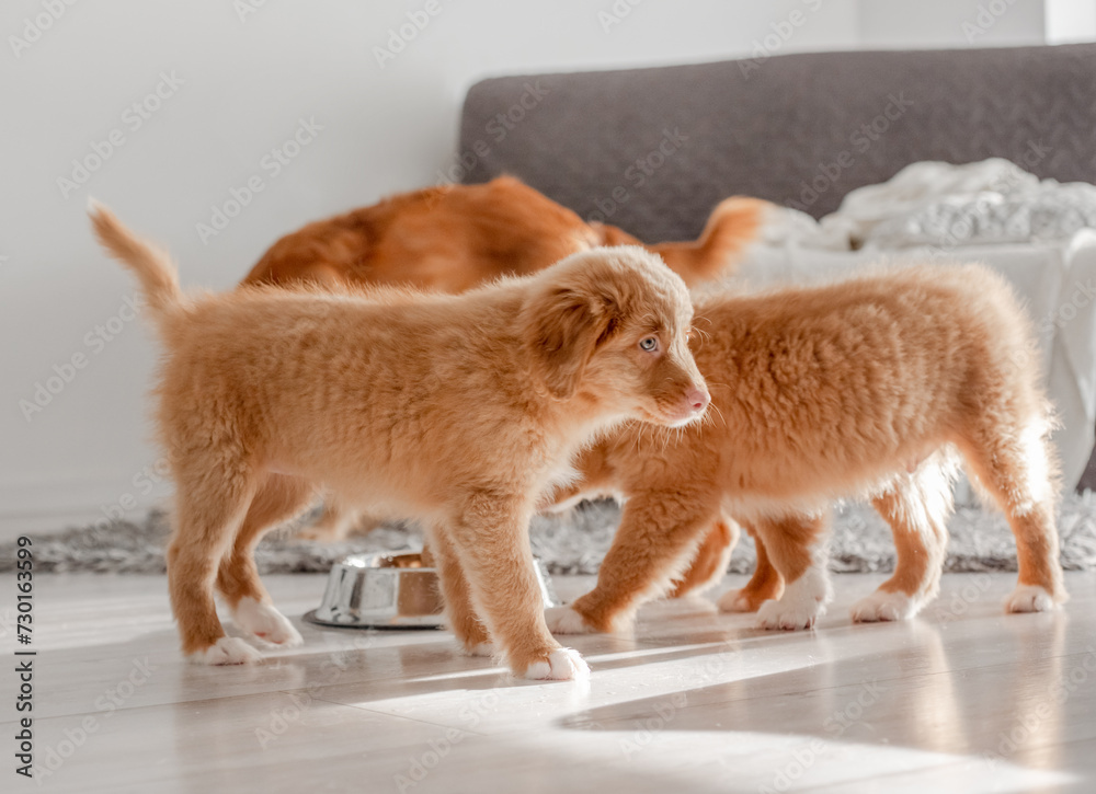 Three Toller Puppies Are Drinking From One Bowl At Home, A Nova Scotia Duck Tolling Retriever Breed Three Toller Puppies Are Drinking From One Bowl At Home, A Nova Scotia Duck Tolling Retriever Breed