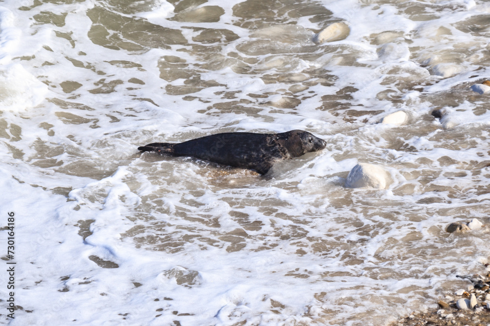 Obraz premium A Graceful Arrival: Seal at Bempton Cliffs Beach