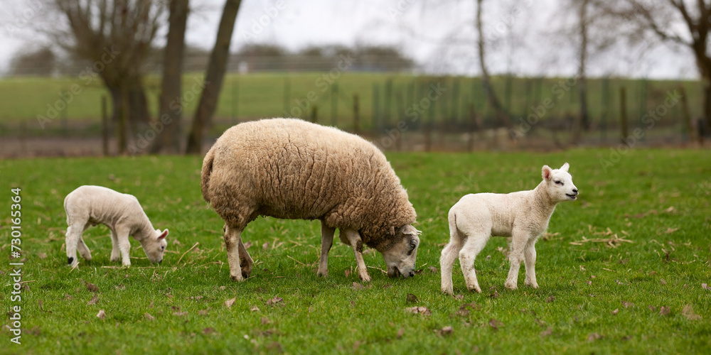 White Flemish ewe sheep with lambs on meadow White Flemish ewe sheep with lambs on meadow