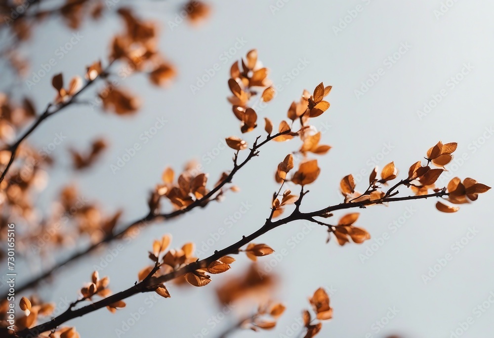 Macro branches isolated on white background Macro branches isolated on white background