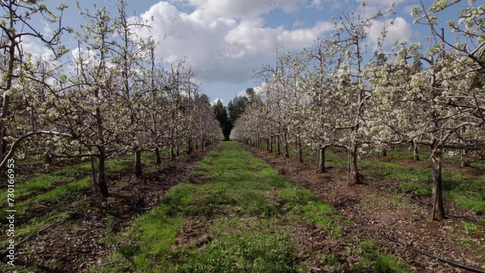 Huerto de perales, arboles de pera, drone Huerto de perales, arboles de pera, drone