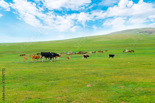 モンゴルの大草原の牛の群れ