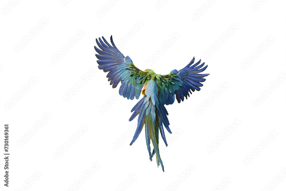 Harlequin Macaw (macaw hybrid) isolated on white background. This has clipping path.