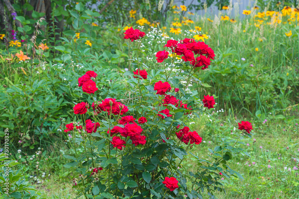 Beautiful ornamental garden with red rosebush