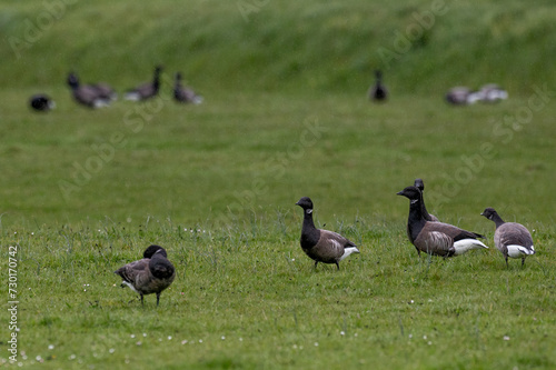 Branta bernicla - Brant Goose - Bernache cravant photo