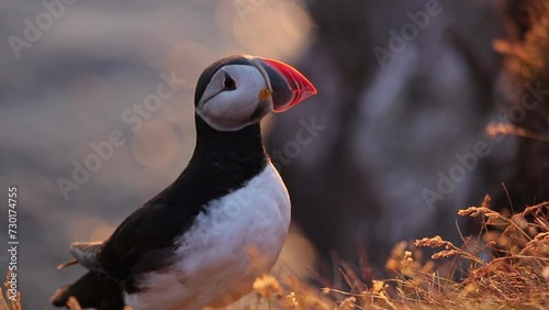 Puffin on the Látrabjarg cliff, Iceland