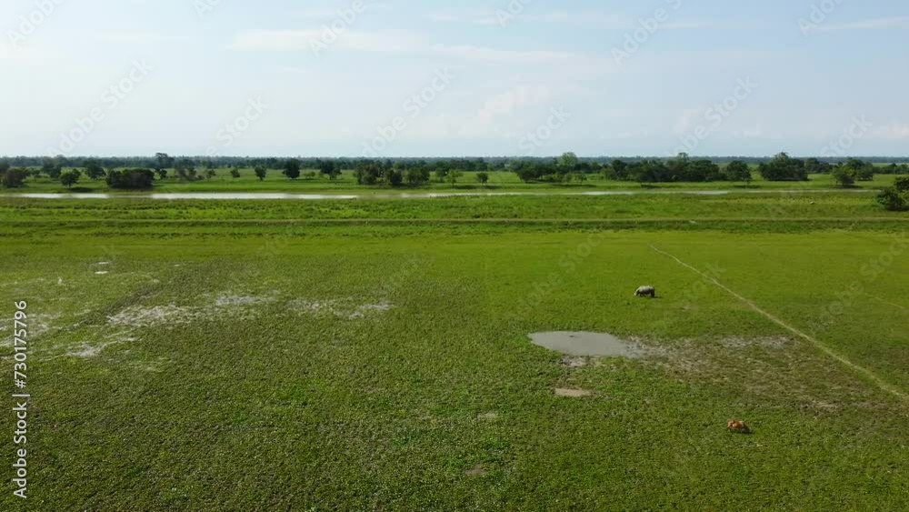 Aerial view great indian rhinoceros or one horned rhinoceros grazing in kaziranga national park in indian assam. Aerial view great indian rhinoceros or one horned rhinoceros grazing in kaziranga national park in indian assam.