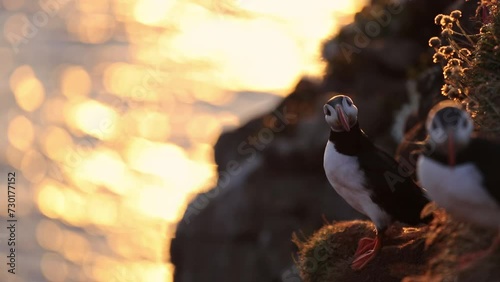 Puffin on the Látrabjarg cliff, Iceland