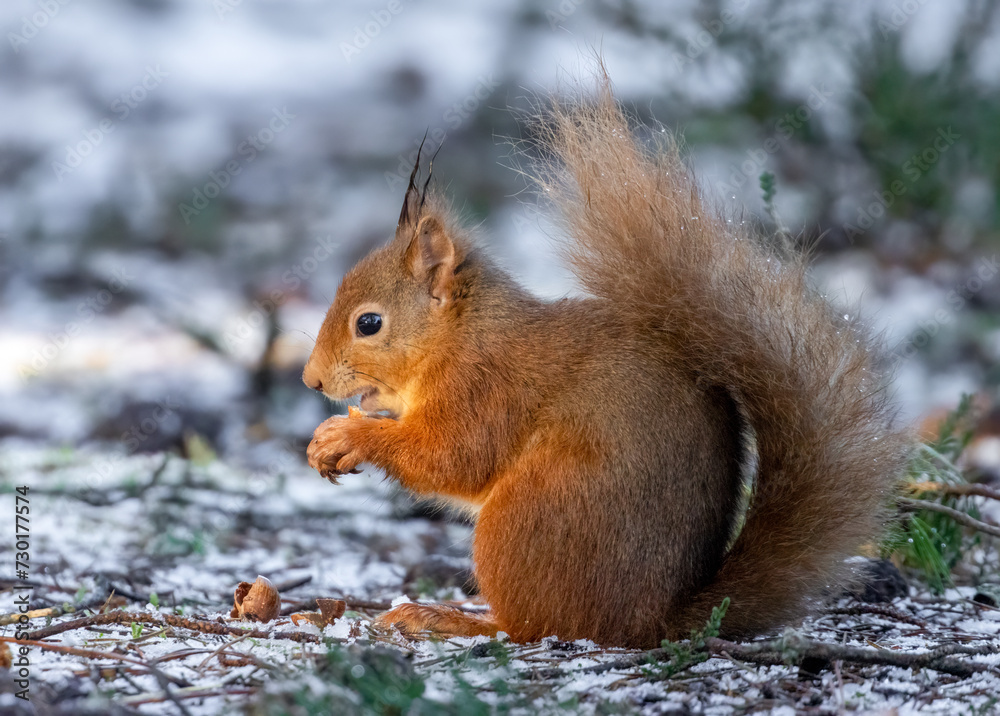 Hungry little scottish red squirrel eating a nut in the snow Hungry little scottish red squirrel eating a nut in the snow