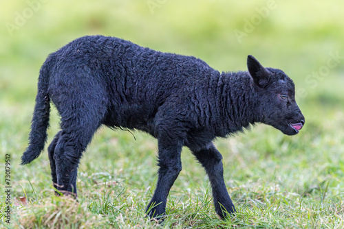 Adorable Black Lamb with Tongue Out, side Profile