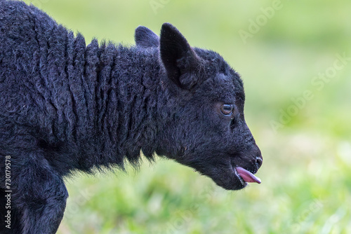 Close-up Portrait of Adorable Black Lamb with Tongue Out