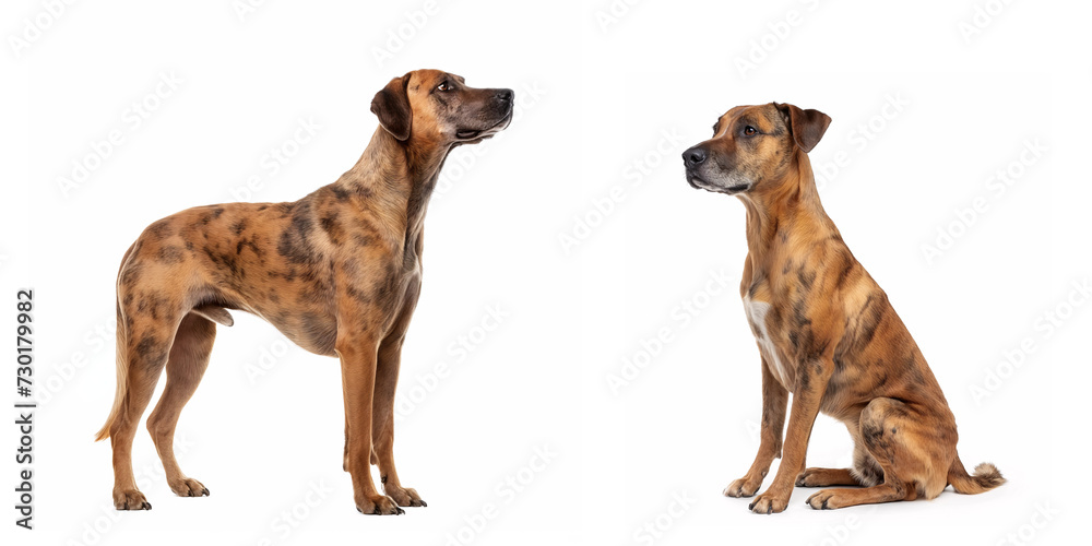 Dog Mountain Cur Dog Mountain Cur