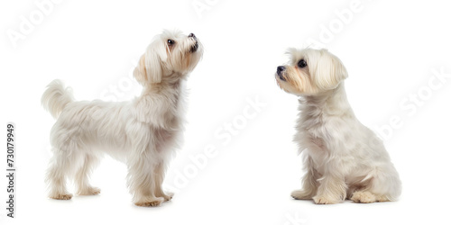 Dog Maltese