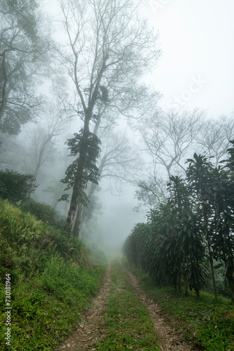 Wet Dirt Road in Jungle Forest in Baru Volcano , Chiriqui province, Panama - stock photo