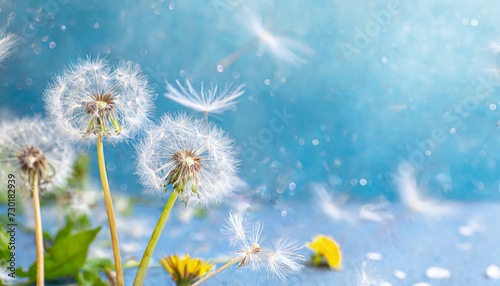 Floral banner with dandelions and fluff on blue background  copy space