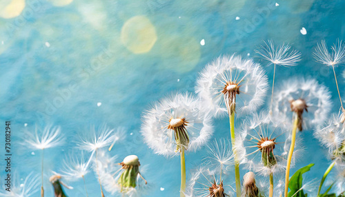 Floral banner with dandelions and fluff on blue background, copy space