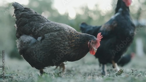 Chickens in the yard eats fresh grass