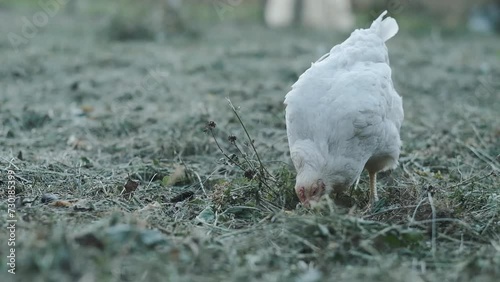 Chickens in the yard eats fresh grass