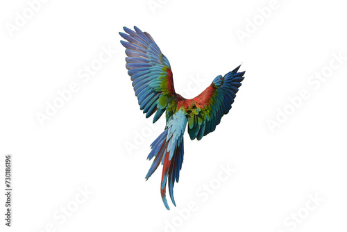 Harlequin Macaw (macaw hybrid) isolated on white background. This has clipping path.
