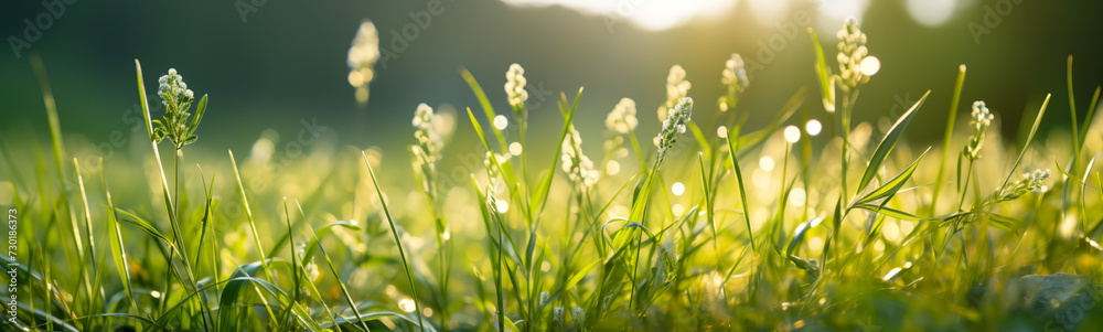 Beautiful panoramic background of the close-up view fresh green grass. Wallpaper, banner concept.