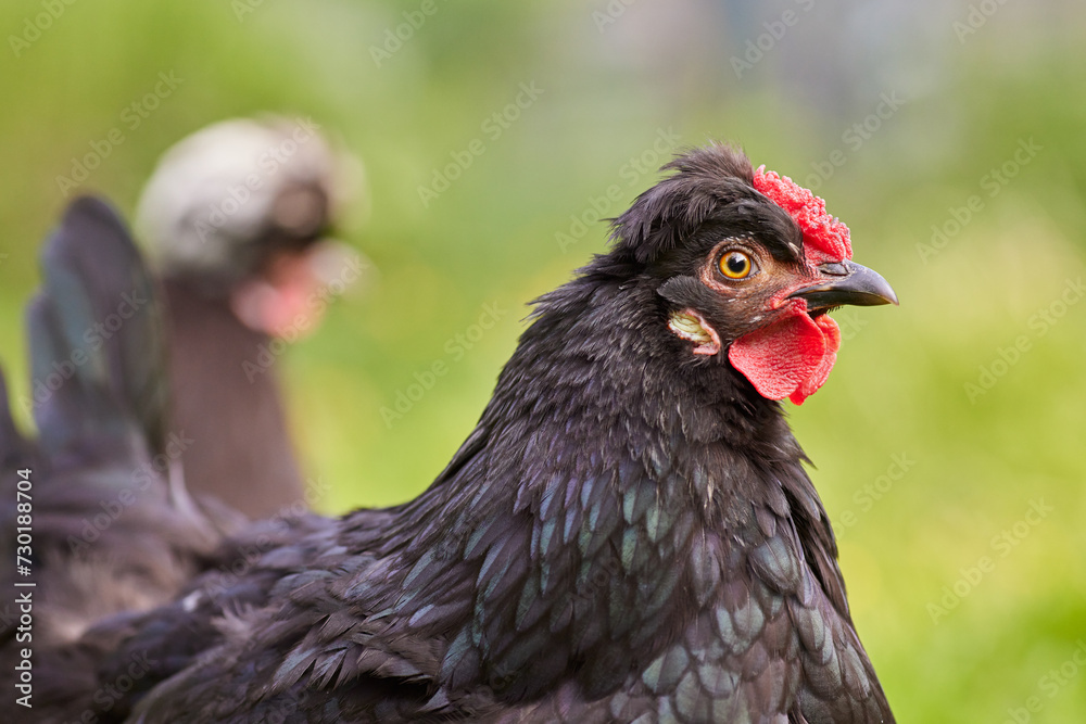 Close up head shot of black chicken