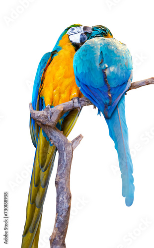 birds macaw parrots on a branch isolated on a white background.a pair of parrots