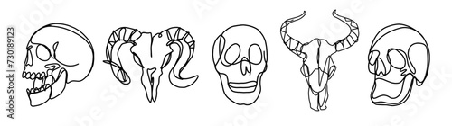 set of human and animal skull illustration