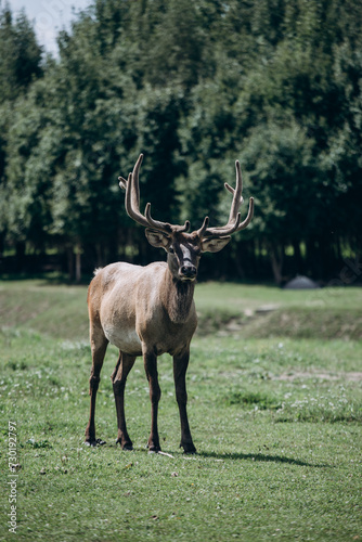 Portrait of a majestic powerful adult deer in the summer in the meadow