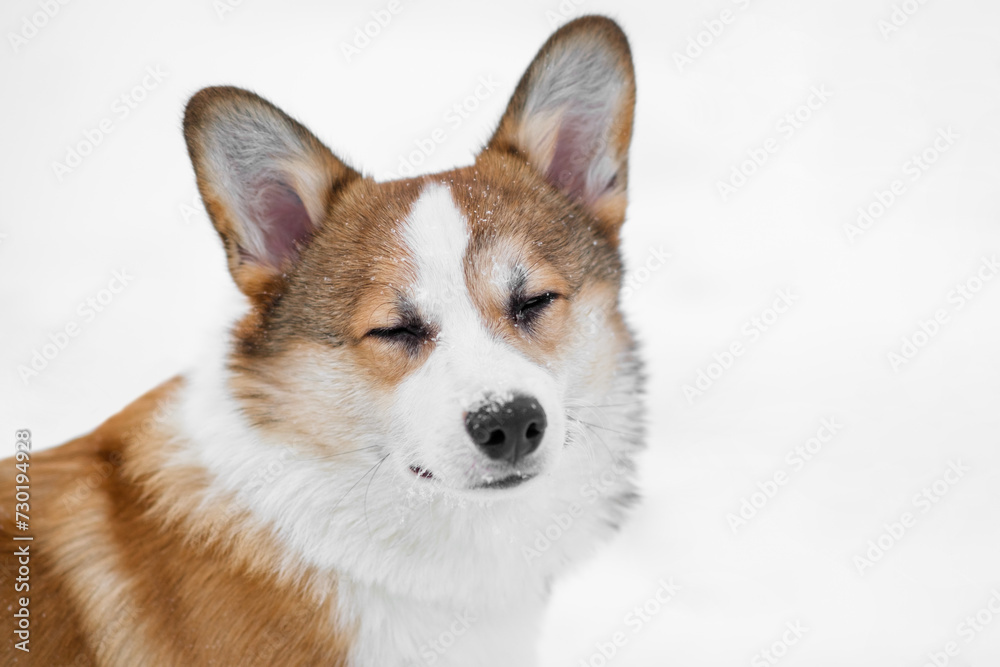 Portrait of a small Pembroke Welsh Corgi puppy walking in the snow. Covers his eyes. Happy little dog. Concept of care, animal life, health, show, dog breed Portrait of a small Pembroke Welsh Corgi puppy walking in the snow. Covers his eyes. Happy little dog. Concept of care, animal life, health, show, dog breed
