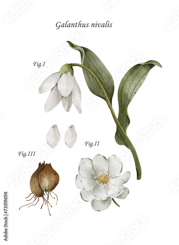 Snowdrops watercolor hand drawn poster illustration in vintage style. Spring flowers.  photo