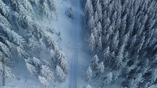 Winter forest landscape