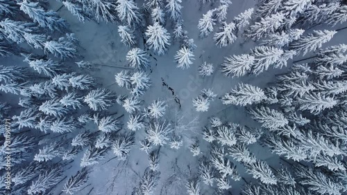 Winter forest landscape