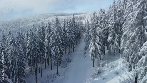 Winter forest landscape