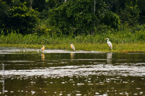swans on the lake