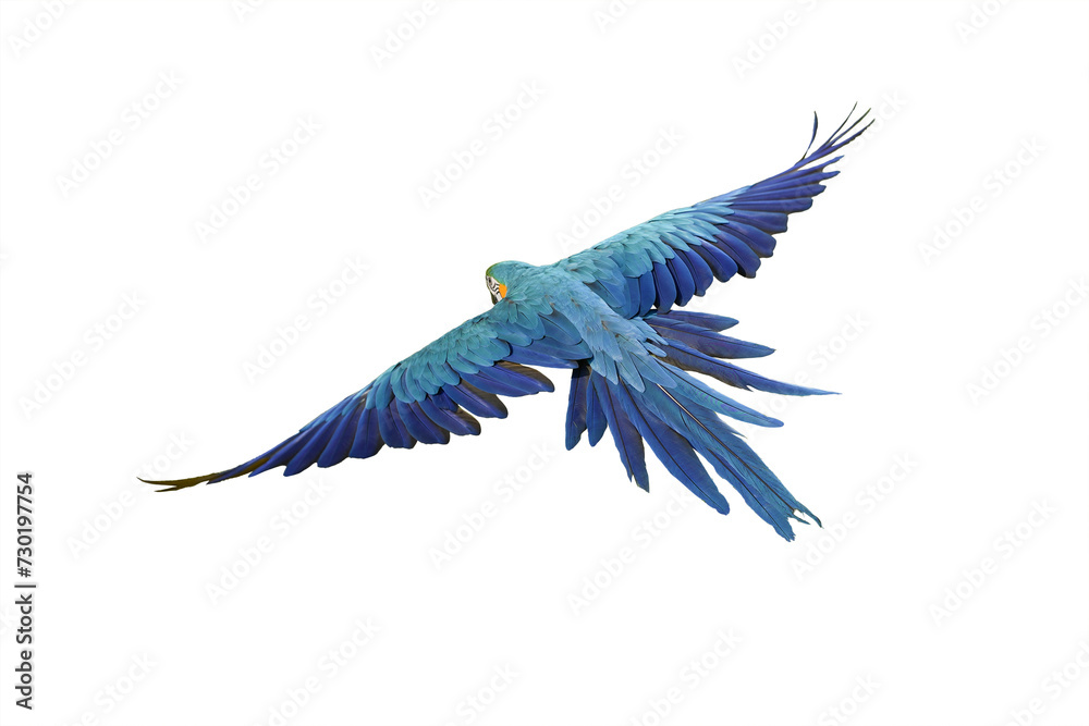 blue and gold macaw isolated on white background. This has clipping path.
