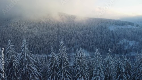 Winter forest landscape