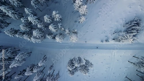 Winter forest landscape
