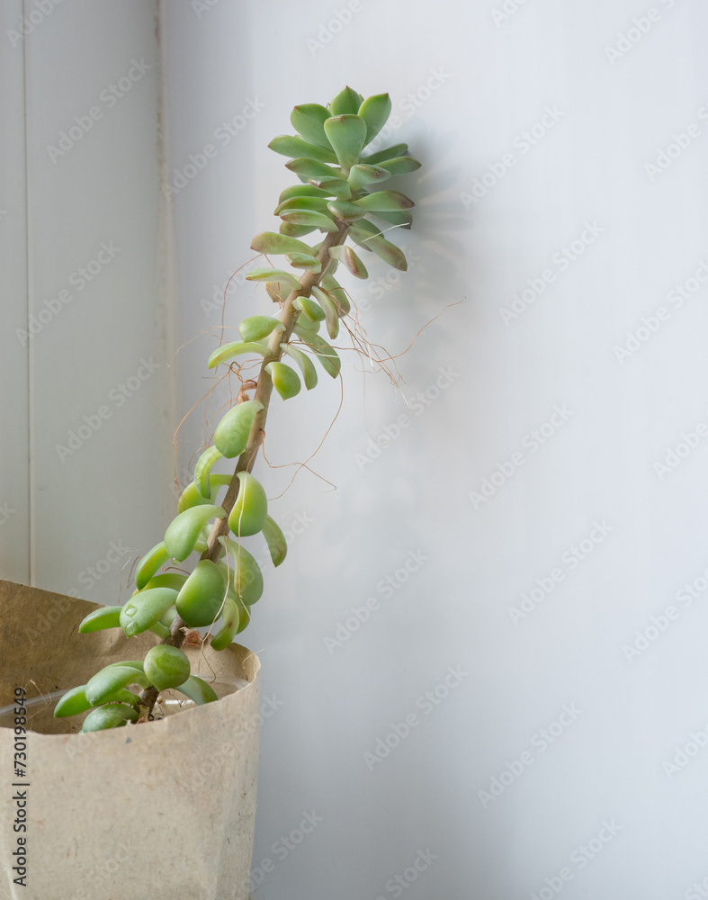 The echeveria succulent has stretched out due to lack of light. etiolation of succulents