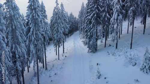 Winter forest landscape