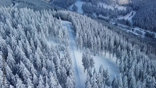Winter forest landscape