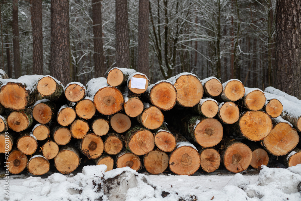 Forest's Winter Harvest: Snow-Capped Log Pile Forest's Winter Harvest: Snow-Capped Log Pile