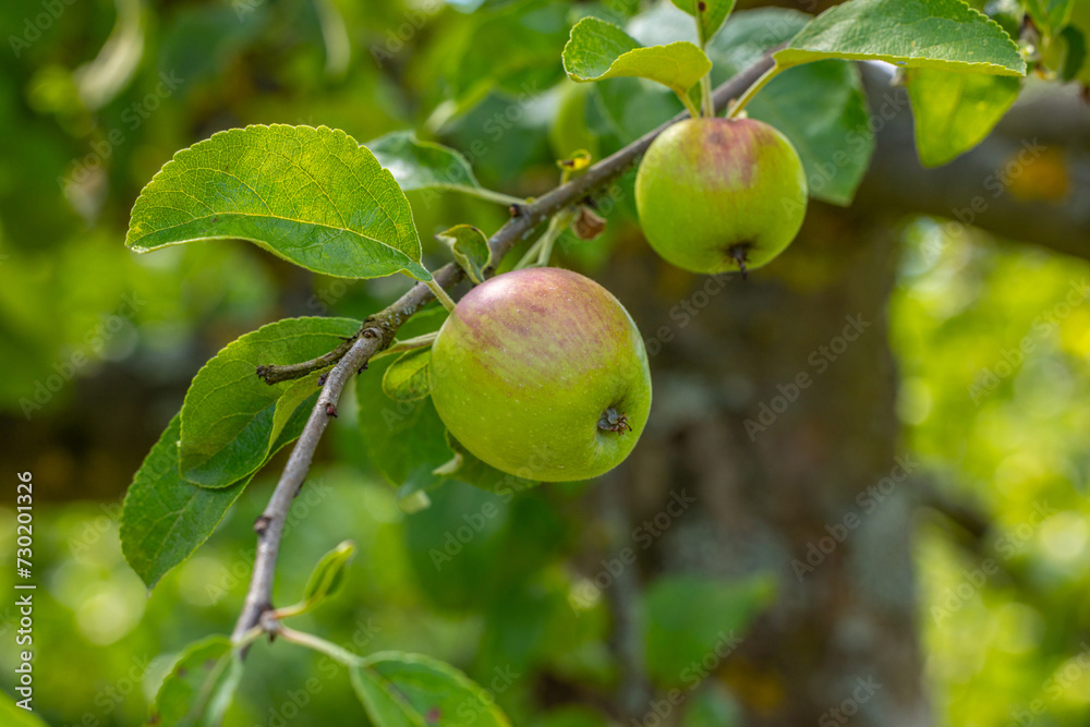 Im Garten und in der Natur: Äpfel