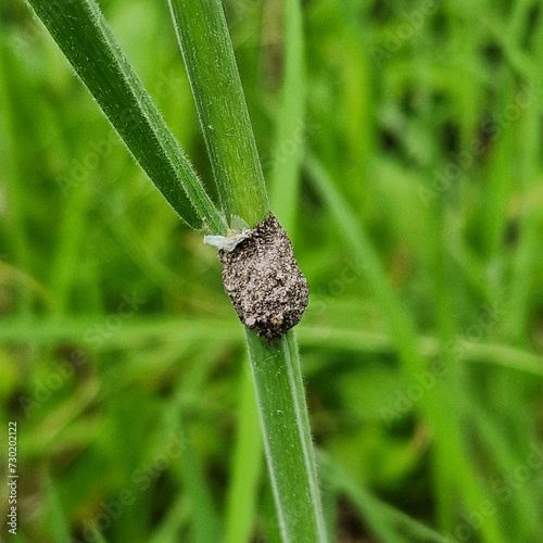 Egg capsel of spider Agroeca spec photo