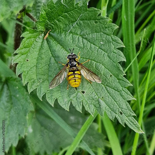 Hoverfly Chrysotoxum cautum on leaf of nettle photo