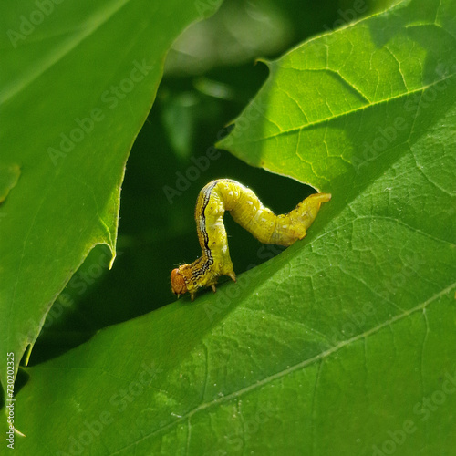 Canvas Print Larva of moth Mottled umber (Erannis defoliaria)